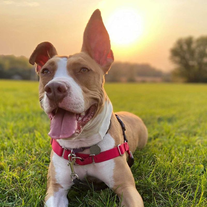 121247325_685453362363836_8279198050976487232_n