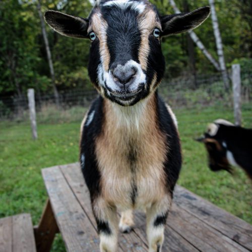 goats2